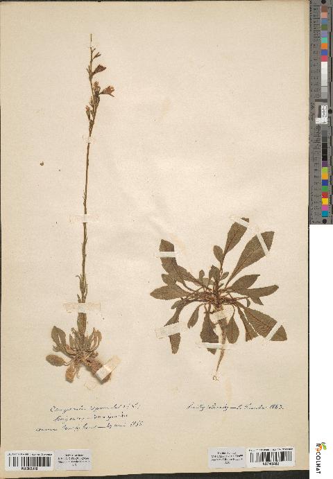 spécimen de Campanula rapunculus