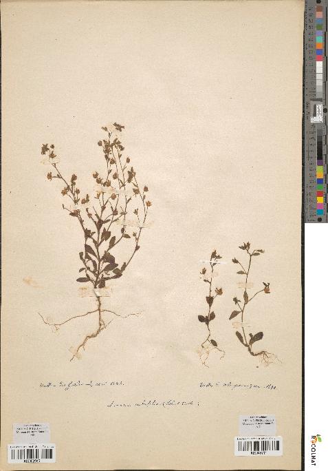 spécimen de Linaria rubrifolia