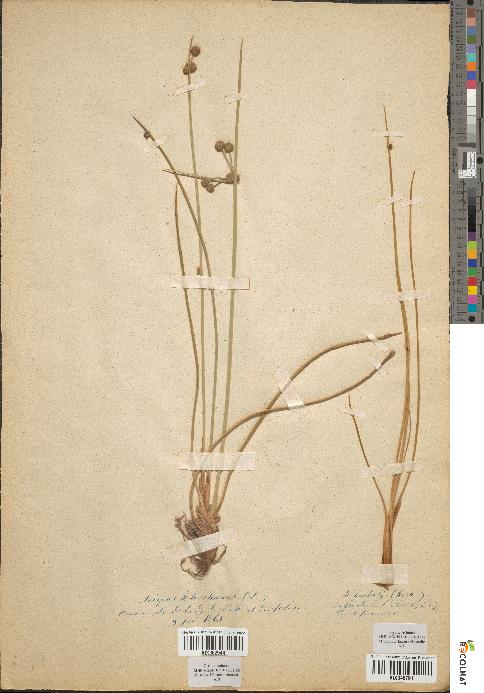 spécimen de Scirpus holoschoenus