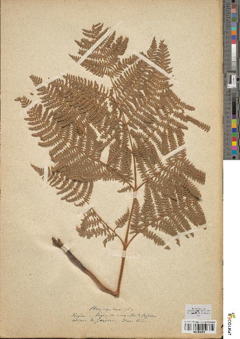 spécimen de Pteris aquilina