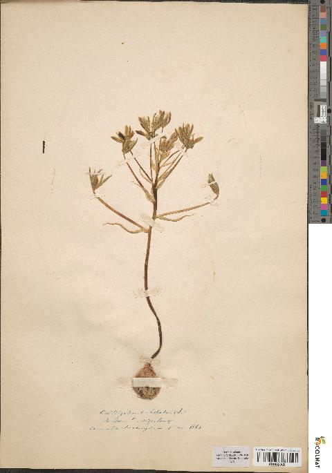 spécimen de Ornithogalum umbellatum