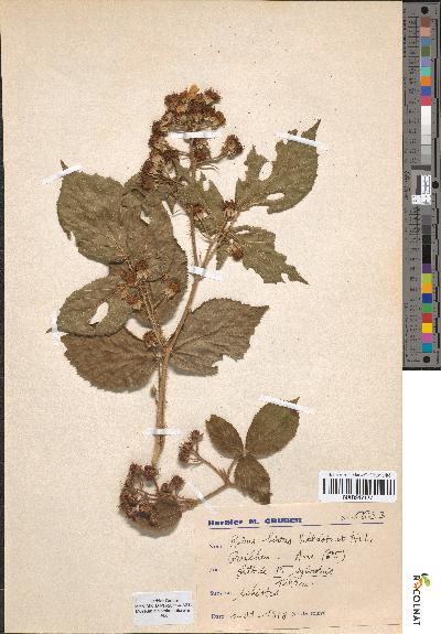 spécimen de Rubus hirtus