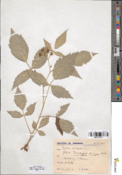 spécimen de Rubus idaeus