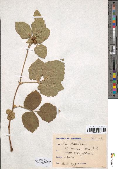 spécimen de Rubus saxatilis