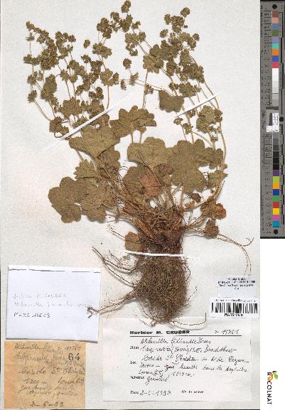 spécimen de Alchemilla filicaulis