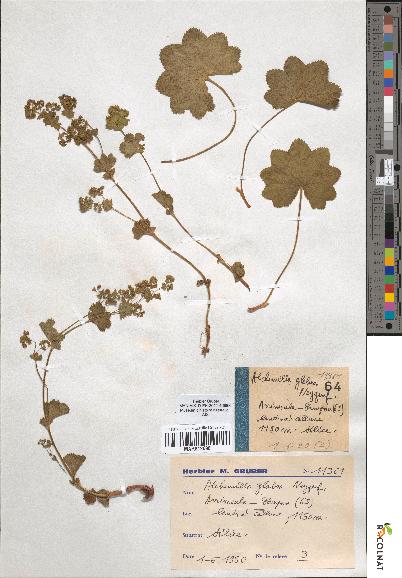 spécimen de Alchemilla glabra