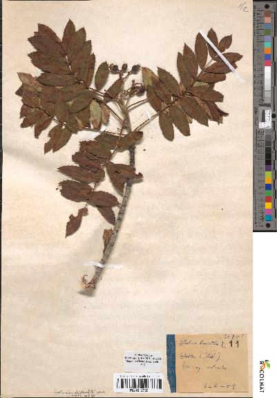 spécimen de Sorbus domestica