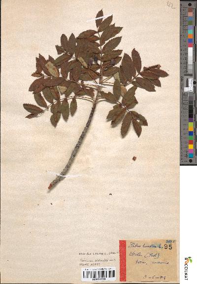 spécimen de Sorbus domestica