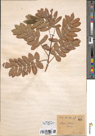 spécimen de Sorbus domestica