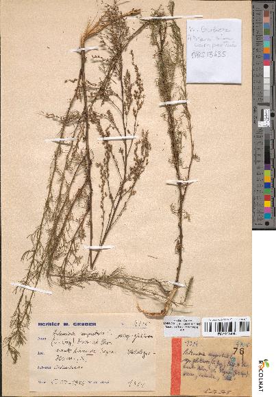 spécimen de Artemisia campestris