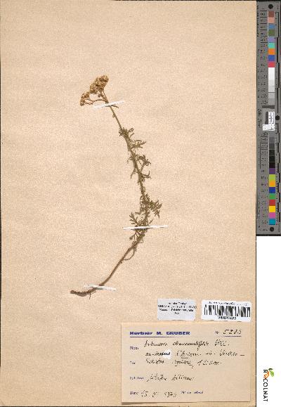 spécimen de Artemisia chamaemelifolia