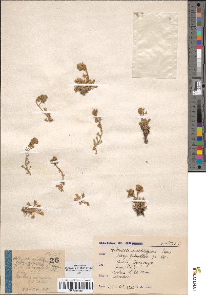 spécimen de Artemisia umbelliformis