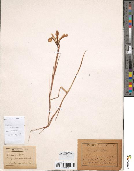 spécimen de Iris serotina