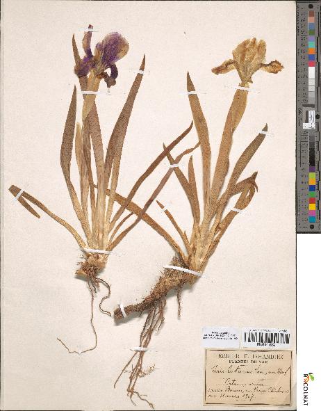 spécimen de Iris lutescens