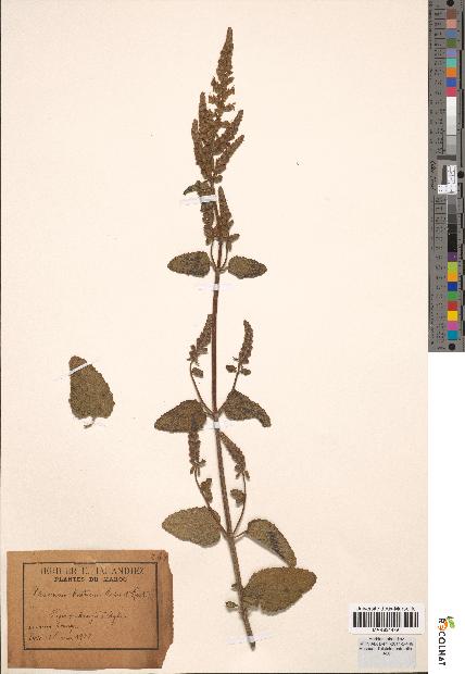 spécimen de Teucrium baeticum