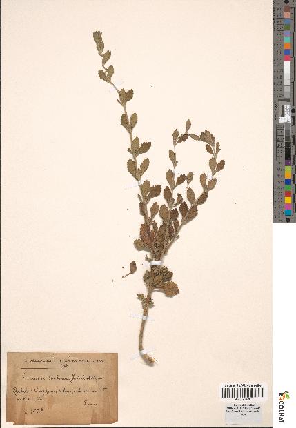 spécimen de Teucrium barbarum