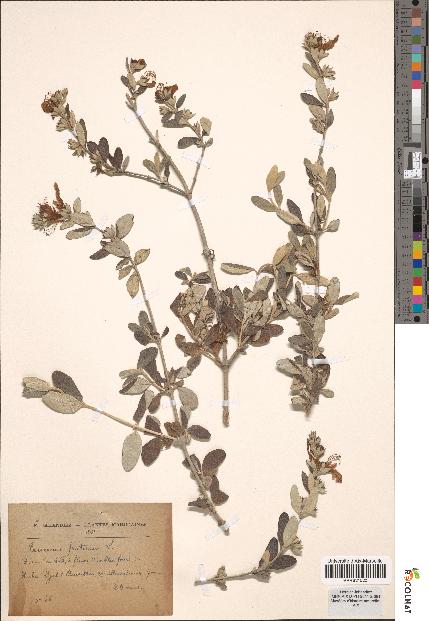 spécimen de Teucrium fruticans