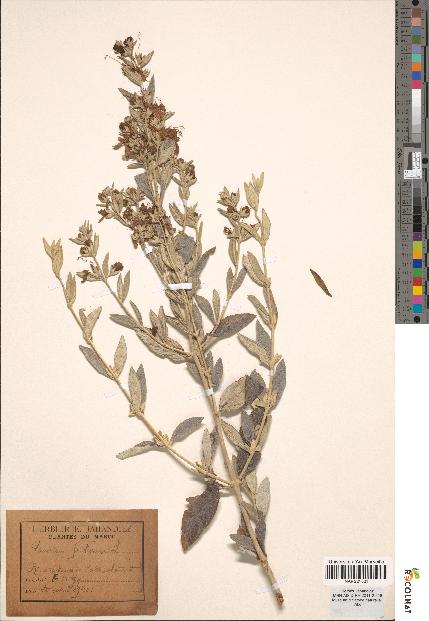 spécimen de Teucrium fruticans