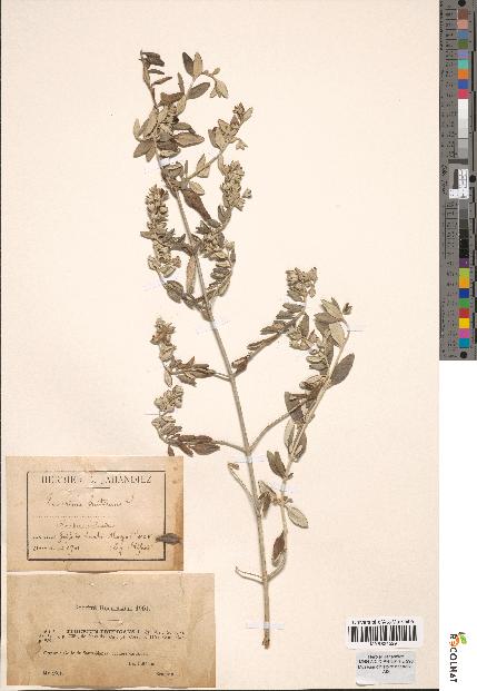 spécimen de Teucrium fruticans