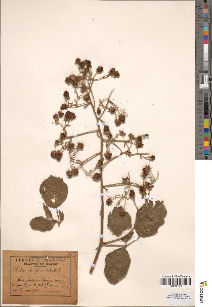 spécimen de Rubus ulmifolius