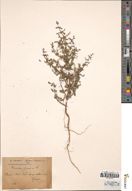 spécimen de Teucrium spinosum