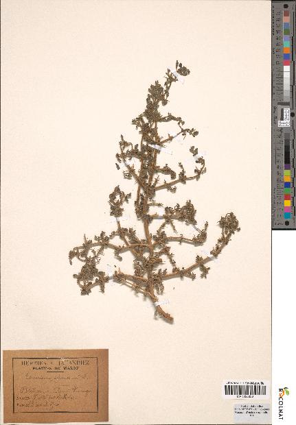 spécimen de Teucrium spinosum