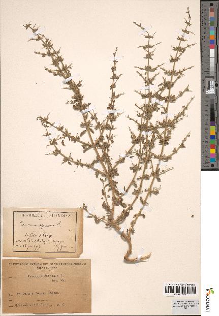 spécimen de Teucrium spinosum