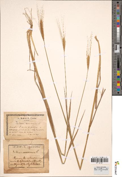 spécimen de Triticum monococcum