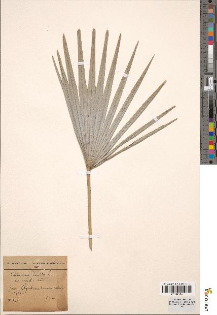 spécimen de Chamaerops humilis