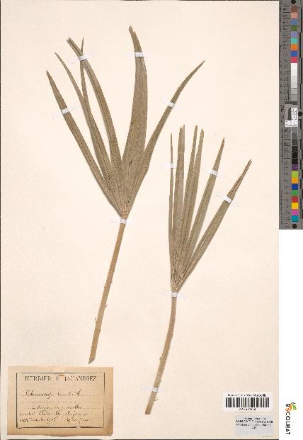 spécimen de Chamaerops humilis