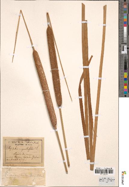 spécimen de Typha angustata