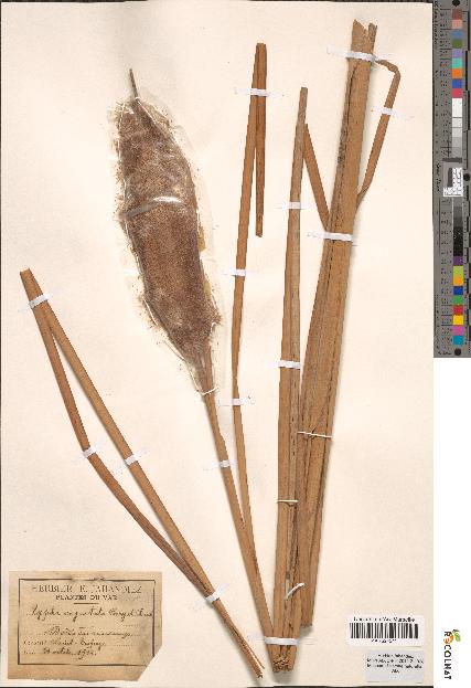 spécimen de Typha angustata