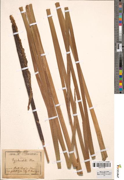 spécimen de Typha × elata