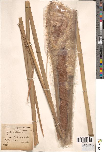 spécimen de Typha latifolia