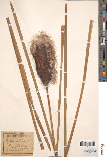 spécimen de Typha latifolia