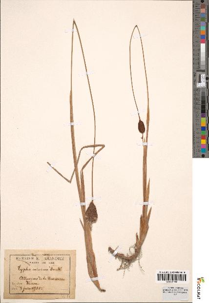 spécimen de Typha minima