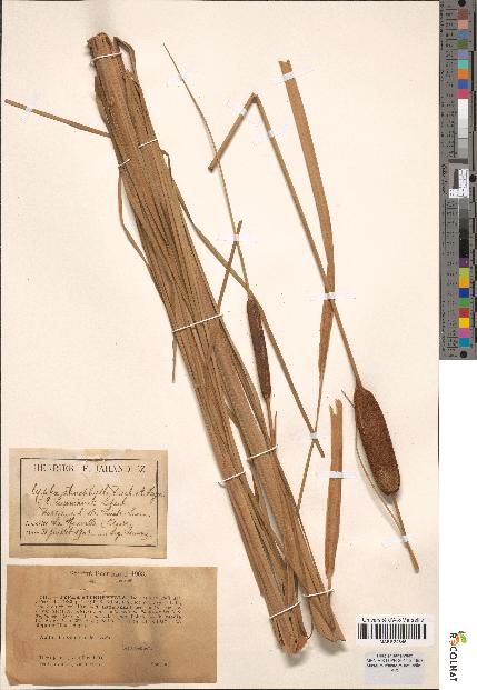 spécimen de Typha stenophylla