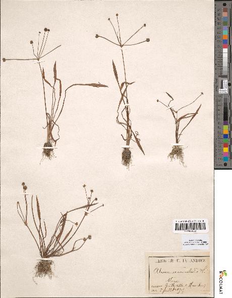 spécimen de Alisma ranunculoides