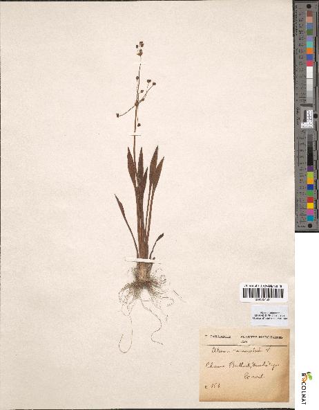 spécimen de Alisma ranunculoides