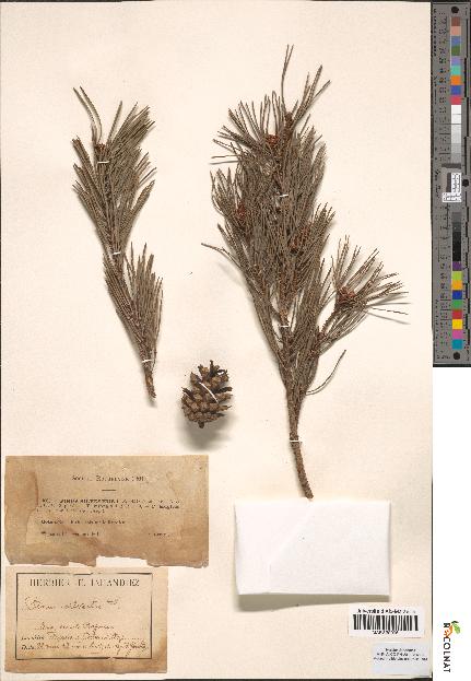 spécimen de Pinus sylvestris