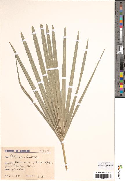spécimen de Chamaerops humilis