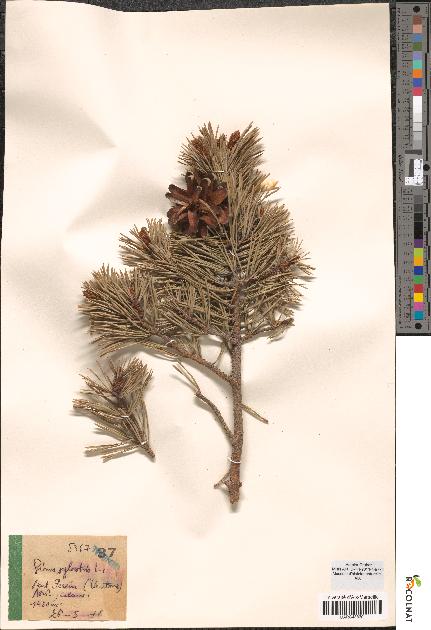 spécimen de Pinus sylvestris