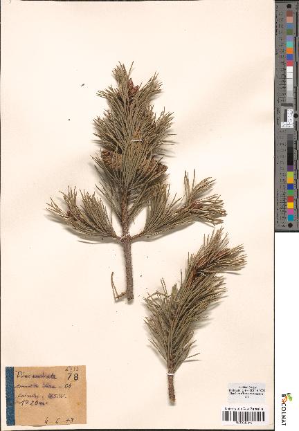 spécimen de Pinus uncinata