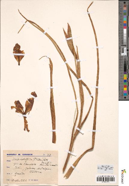 spécimen de Iris latifolia