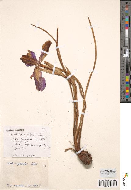 spécimen de Iris latifolia