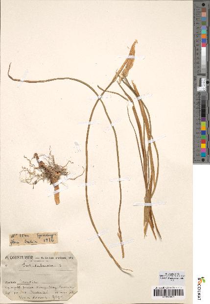 spécimen de Iris tuberosa