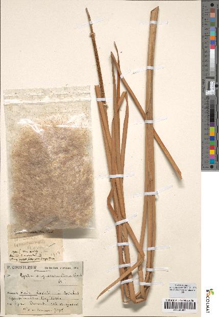 spécimen de Typha angustata