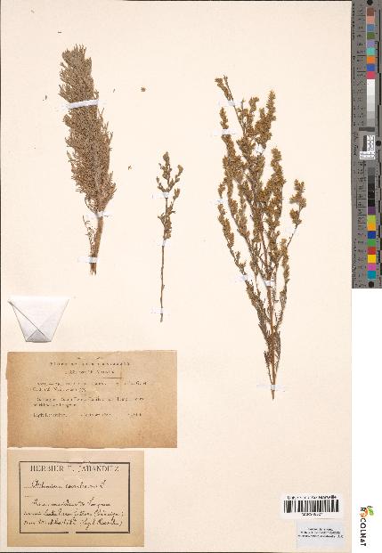 spécimen de Artemisia coerulescens