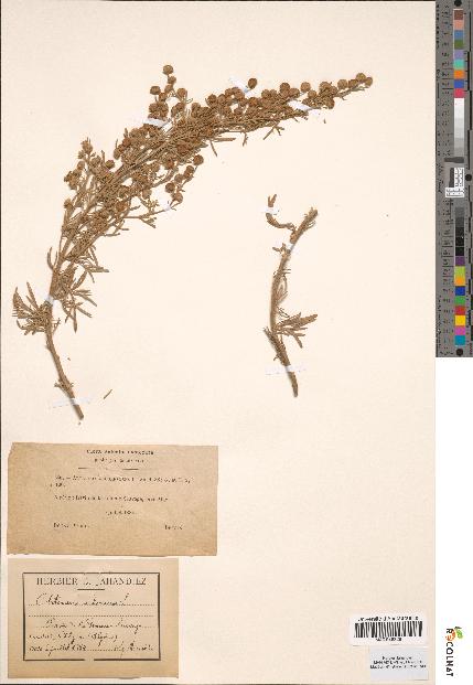 spécimen de Artemisia arborescens