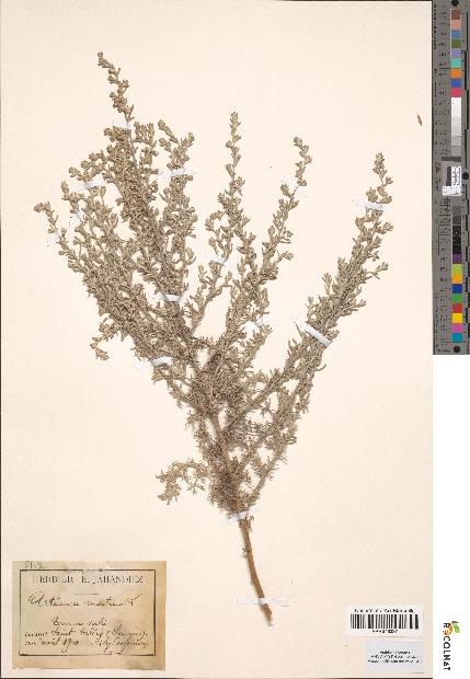 spécimen de Artemisia maritima